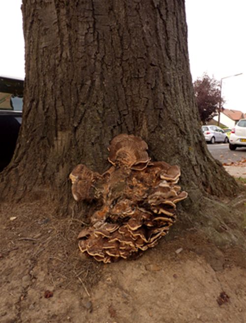  A mature fruiting mass at the base of a highway red oak in Southend, Essex.